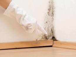 Environmental Consulting for Mold Prevention in James Island, SC